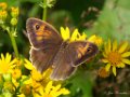 Oranje zandoogje, Pyronia tithonus